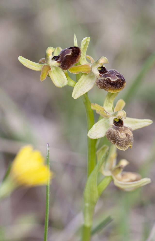 Ophrys da determinare..